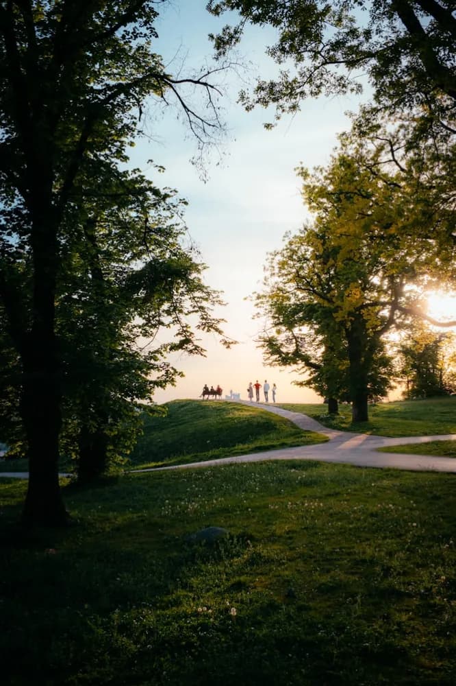 Sunlight through trees over open parkland.