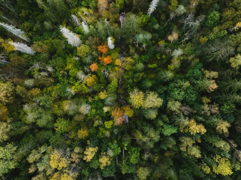 A mixed forest canopy in autumn, seen from directly above.
